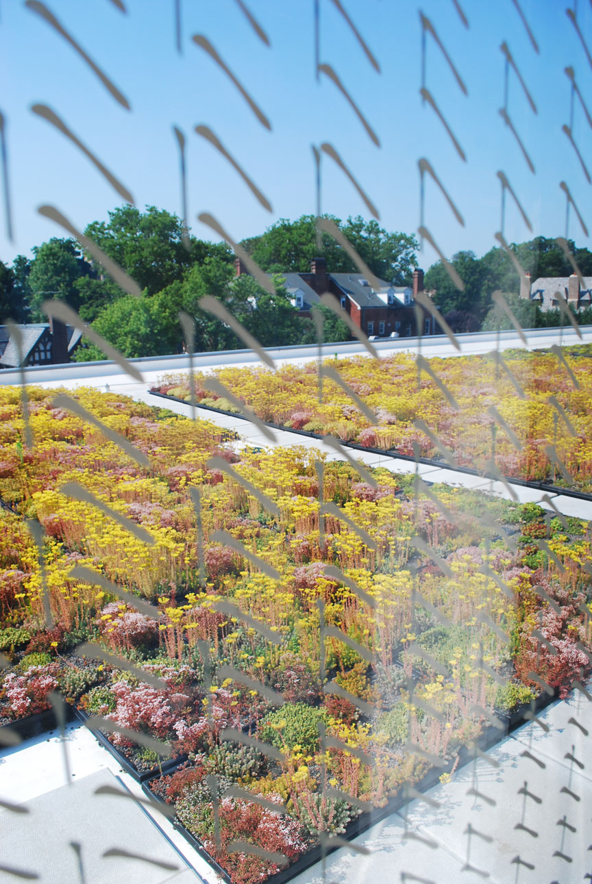 Sherrerd Green Roof