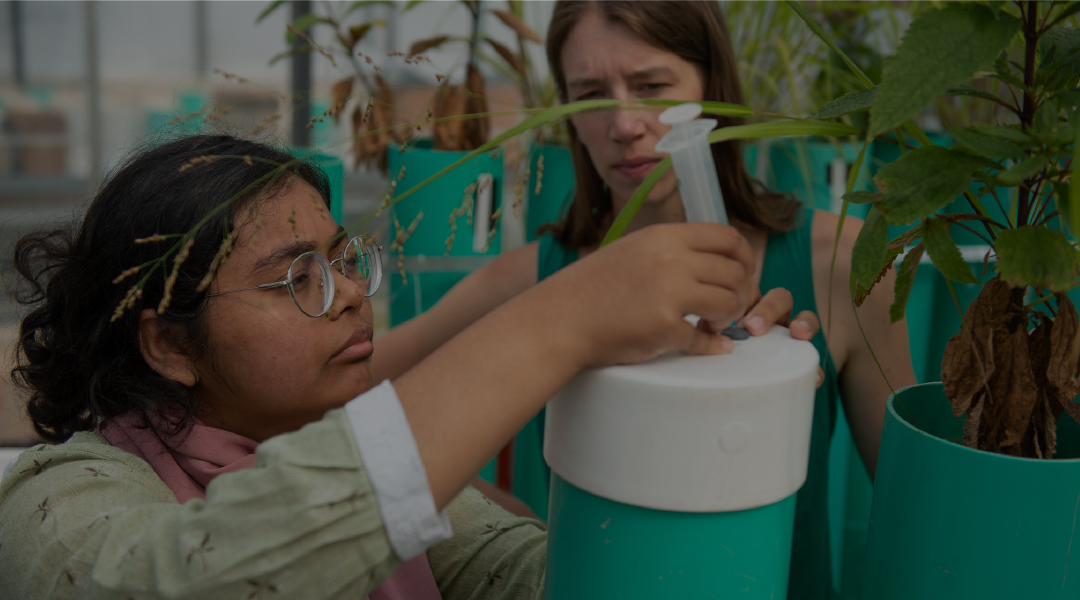 A person uses a syringe to water plants growing in tubes as another person watches