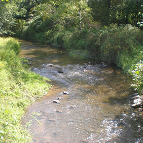 River bank with grass and trees