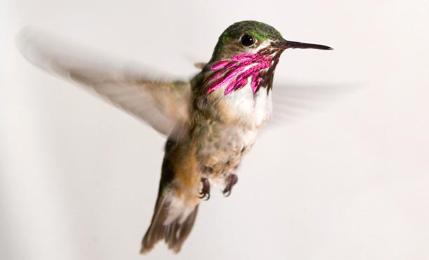 A hummingbird flaps its wings