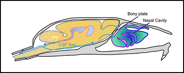 artist's rendering of midsagittal plane of the mouse skull and brain