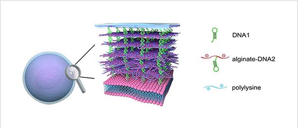 illustration of an animal cell in blue with a magnifying glass showing alternating purple and green layers on the surface of the cell