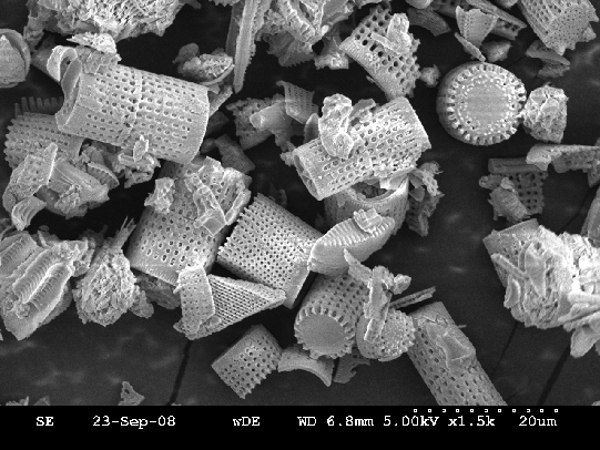 diatoms