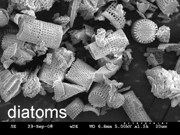 diatoms